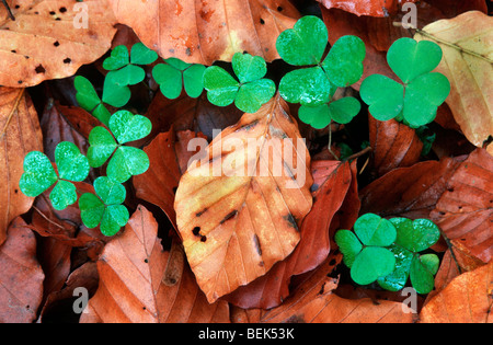 Klee (Trifolium SP.) unter den gefallenen Buche lässt im herbstlichen Wald Stockfoto
