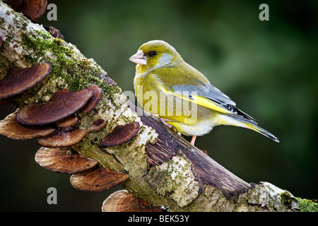 Europäischen Grünfink-Männchen (Zuchtjahr Chloris) thront auf Zweig Stockfoto