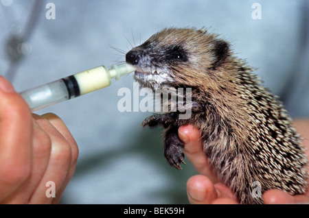 Verwaiste Baby Europäische Igel (Erinaceus Europaeus) trinken von Milch von Hand im Tierheim Stockfoto