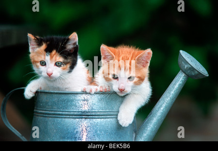 Zwei niedliche inländischen Haus Katze Kätzchen (Felis Catus) in Gießen kann Stockfoto