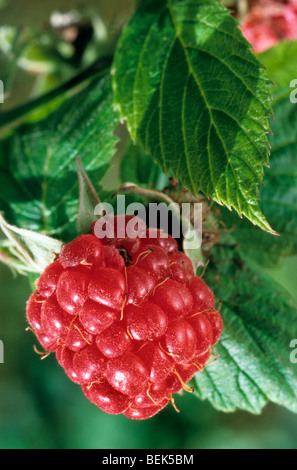 Europäische Rote Himbeere Beere (Rubus Idaeus) Nahaufnahme von Früchten und Blättern Stockfoto
