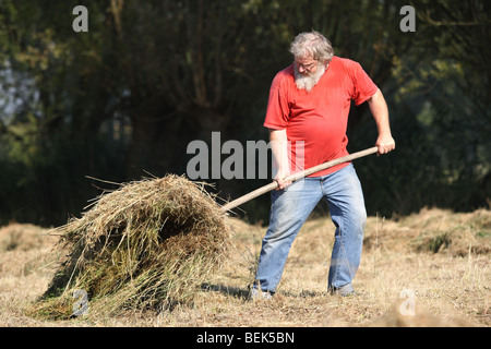 Naturpflege, drehen Heu in Hayfield im Naturschutzgebiet, Belgien Stockfoto