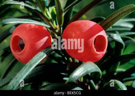 Rote Beeren für gemeinsame Eibe (Taxus Baccata) Nahaufnahme Stockfoto