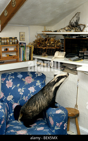 Mutig und neugierig europäischen Dachs (Meles Meles) innen Haus erforschen Wohnzimmer, Somerset, Großbritannien Stockfoto