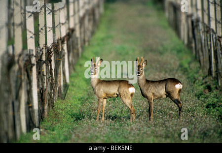Reh (Capreolus Capreolus), Ardennen, Belgien Stockfoto