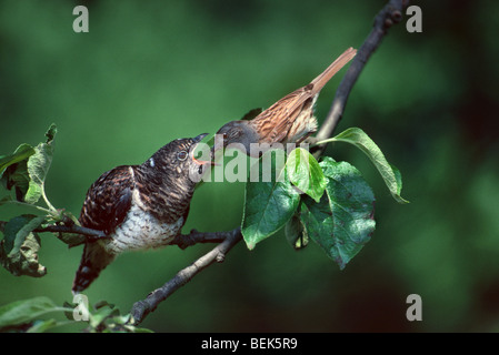 Europäischen gemeinsamen Küken Kuckuck (Cuculus Canorus), Brut Parasit gespeist Heckenbraunelle (Prunella Modularis) Stockfoto