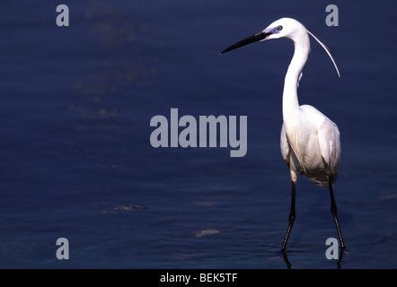 Seidenreiher (Egretta Garzetta) im Pool, Europa Stockfoto