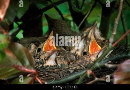 Singdrossel (Turdus Philomelos) Küken zwitschern in Nest gemacht im Busch Stockfoto