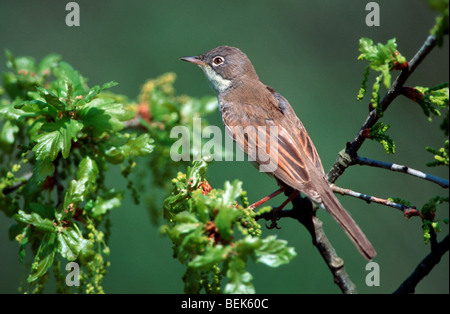 Gemeinsame Whitethroat (Sylvia Communis) thront auf Zweig Stockfoto