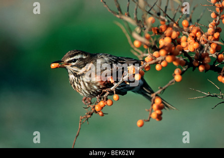 Rotdrossel (Turdus Iliacus) Essen und Sanddorn-Beeren (Hippophae Rhamnoides) in Düne entlang der Nordseeküste Stockfoto