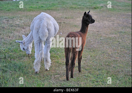 ALPAKA-KALB UND MUTTER, TASMANIEN, AUSTRALIEN Stockfoto