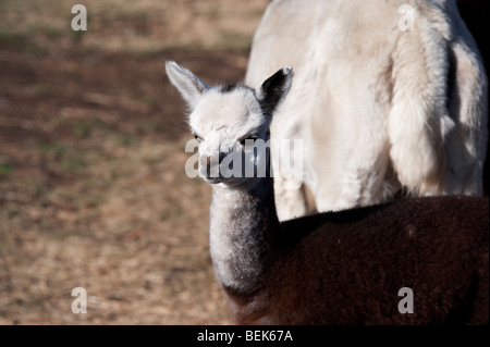 ALPAKA KALB, TASMANIEN, AUSTRALIEN Stockfoto