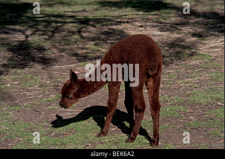 ALPAKA KALB, TASMANIEN, AUSTRALIEN Stockfoto