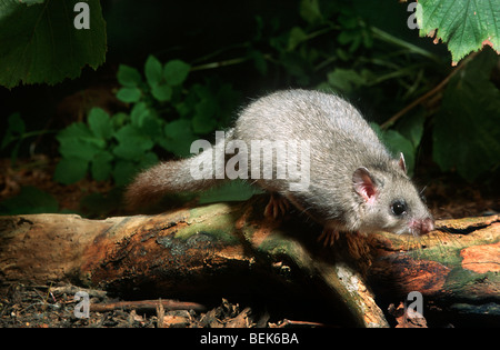 Essbare Siebenschläfer / Fett, Siebenschläfer (Glis Glis) auf Nahrungssuche im Wald bei Nacht, Frankreich Stockfoto