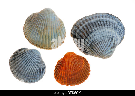 Gemeinsamen Herzmuscheln (Cerastoderma Edule / Cardium Edule), Belgien Stockfoto