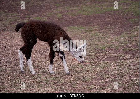 ALPAKA KALB, TASMANIEN, AUSTRALIEN Stockfoto