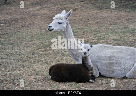 ALPAKA-KALB UND MUTTER, TASMANIEN, AUSTRALIEN Stockfoto