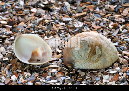 Amerikanische Pantoffel Limpet (Crepidula Fornicata) am Strand, Belgien Stockfoto