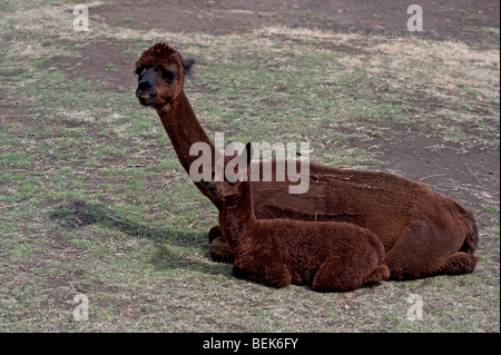 ALPAKA-KALB UND MUTTER, TASMANIEN, AUSTRALIEN Stockfoto