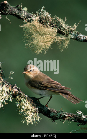 Fitis (Phylloscopus Trochilus) im Baum Stockfoto