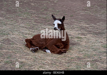 ALPAKA KALB, TASMANIEN, AUSTRALIEN Stockfoto