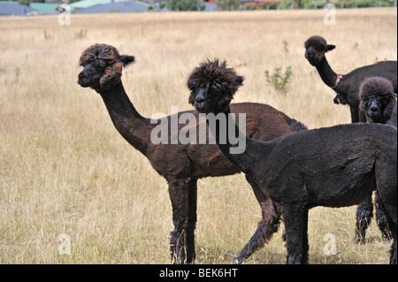 ALPAKAS, TASMANIEN, AUSTRALIEN Stockfoto