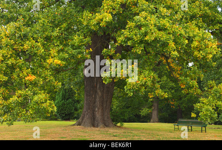 Sehr alte Eiche im Herbst Quercus robur Stockfoto