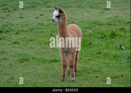 ALPAKA KALB, CHRISTCHURCH, NEUSEELAND Stockfoto