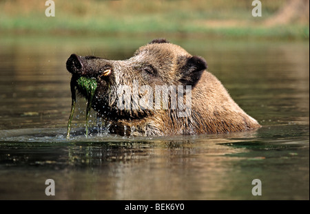 Wildschwein männlich (Sus Scrofa) Essen Vegetation im Wasser, Deutschland Stockfoto