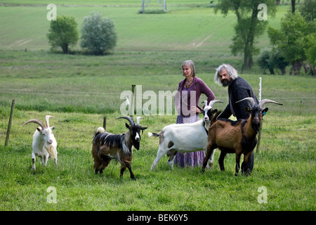 Paar-Ziege-Halter mit männlichen Ziegen (Capra Hircus) auf Wiese Stockfoto