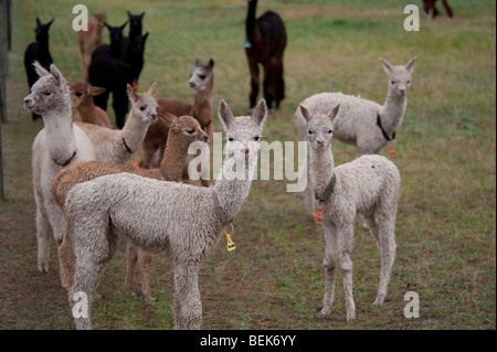 HERDE VON ALPAKAS, CHRISTCHURCH, NEUSEELAND Stockfoto