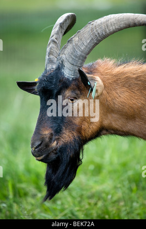 Porträt von Braun Hausziege (Capra Hircus) Bock mit Ohrmarken auf Bauernhof Stockfoto