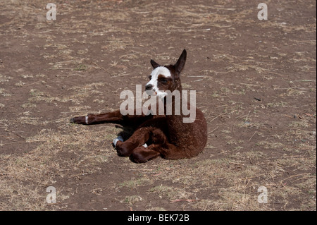 ALPAKA KALB, TASMANIEN, AUSTRALIEN Stockfoto