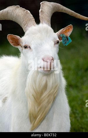 Porträt von weißen Hausziege (Capra Hircus) Bock mit Ohrmarken auf Bauernhof Stockfoto