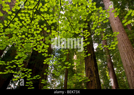 Sonnendurchflutetes Rebe Ahornblätter und Redwood-Bäume im Wald bei Stout Grove, Jedediah Smith Redwoods State Park, Kalifornien Stockfoto