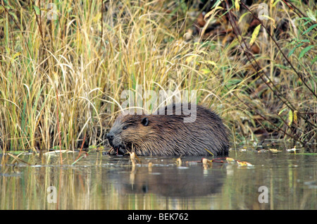 Amerikanischer Biber (Castor Canadensis), Alberta, Kanada Stockfoto