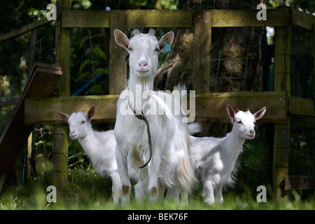 Weiße Ziege (Capra Hircus) mit zwei Kindern am Bauernhof Stockfoto