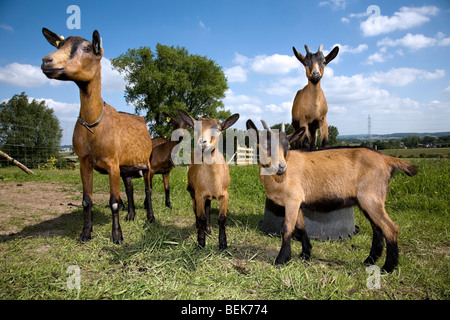 Braune Ziegen (Capra Hircus) mit zwei Kindern am Bauernhof Stockfoto