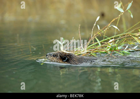 Amerikanischer Biber (Castor Canadensis) schwimmen mit Zweig, Alberta, Kanada Stockfoto