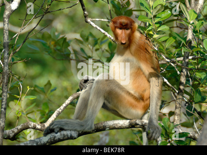 Weiblicher Proboscis-Affe oder Langnasen-Affe (Nasalis larvatus), der in einem Mangrovenbaum Bako Nationalpark Sarawak Malaysia Borneo sitzt Stockfoto
