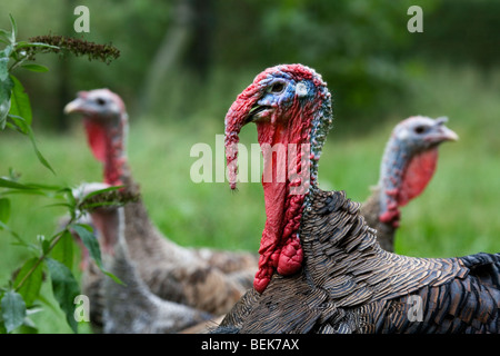 Männlichen inländischen Türkei (Meleagris Gallopavo) mit Hühnern auf Geflügelfarm Stockfoto
