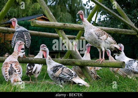 Domestizierte Truthühner (Meleagris Gallopavo) Hennen am Geflügelhof Stockfoto