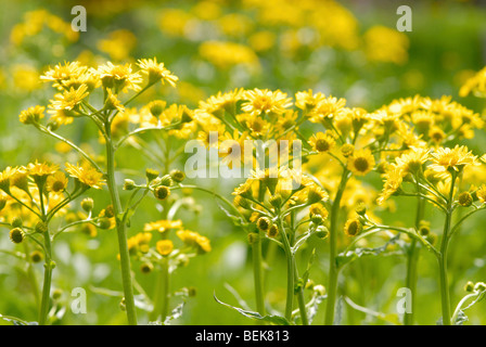 Senecio pierotii Stockfoto