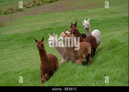 HERDE VON ALPAKAS, AUCKLAND, NEUSEELAND Stockfoto