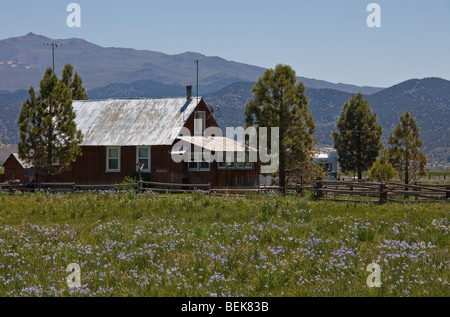 Holzhaus mit einem Blechdach in einer Blumenwiese in der Nähe von Mono Lake, Kalifornien Stockfoto