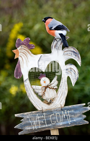 Männliche Gimpel (Pyrrhula Pyrrhula) thront Willkommensschild in Garten Stockfoto