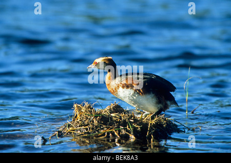 Gehörnte / slawonischen Haubentaucher (Podiceps Auritus) auf Nest, Schweden Stockfoto