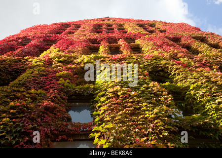 Weinreben im Herbst auf Beyer Gebäude im alten Viereck, The University of Manchester, UK Stockfoto