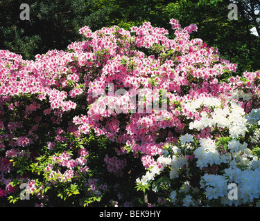 Azalee, Shimonoseki, Yamaguchi Präfektur, Japan Stockfoto