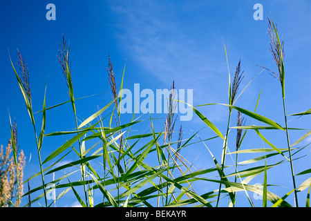Gemeinsamen Reed Blütenköpfchen (Phragmites Australis) vor einem blauen Himmel im Feuchtgebiet Stockfoto